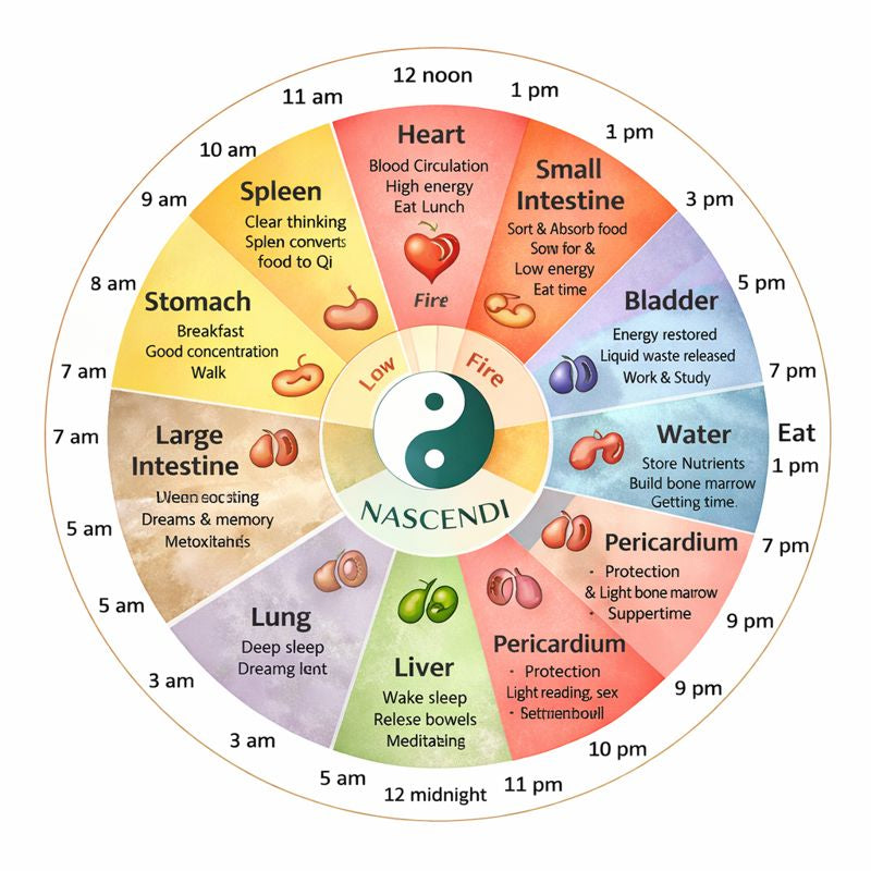 LES 12 PRINCIPAUX MÉRIDIENS DE LA MÉDECINE TRADITIONNELLE CHINOISE